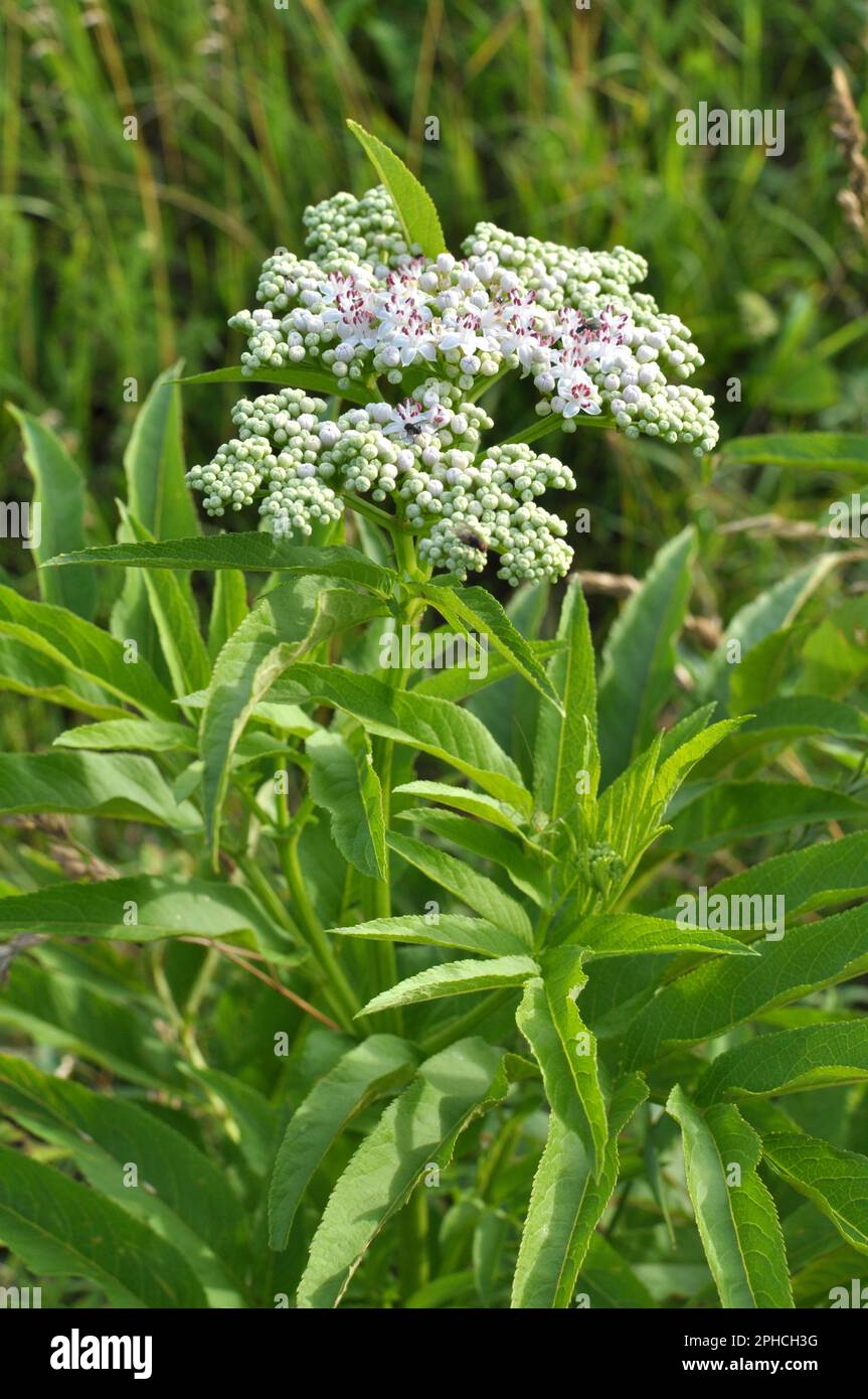 In der Wildnis blühen im Sommer Holunderbeeren (Sambucus ebulus) Stockfoto