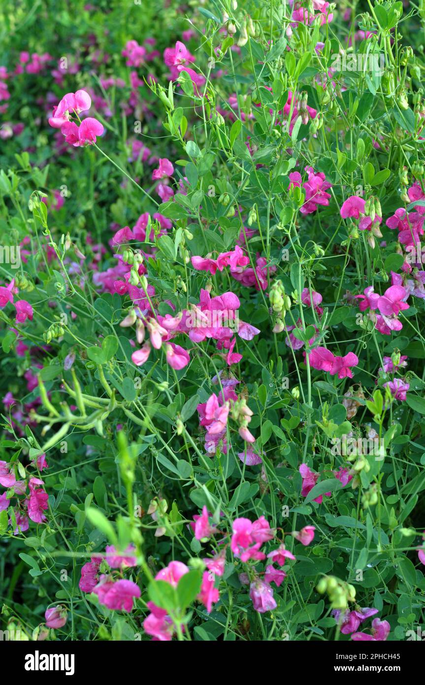 Im Sommer wächst Lathyrus tuberosus unter den Gräsern auf dem Feld Stockfoto