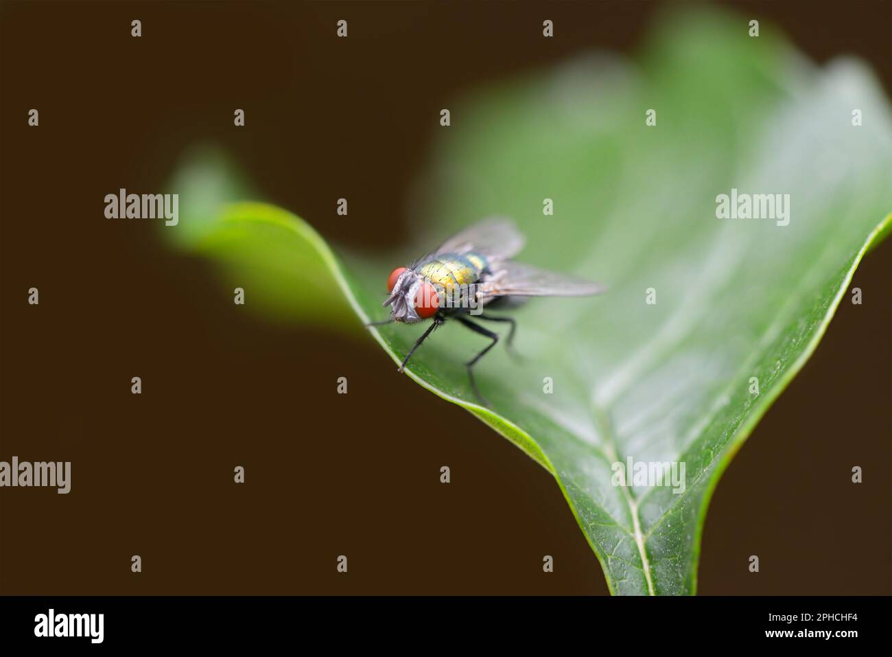 Große Fliege auf einem grünen Blatt Stockfoto