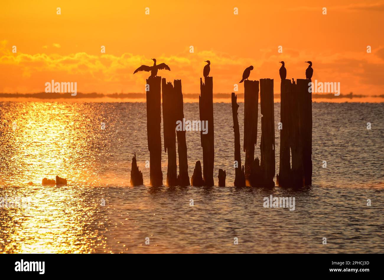 Wunderschöne Küstenlandschaft am Morgen. Vögel auf Baumstämmen über Wasser. Foto wurde in Gdynia, Polen, aufgenommen. Stockfoto