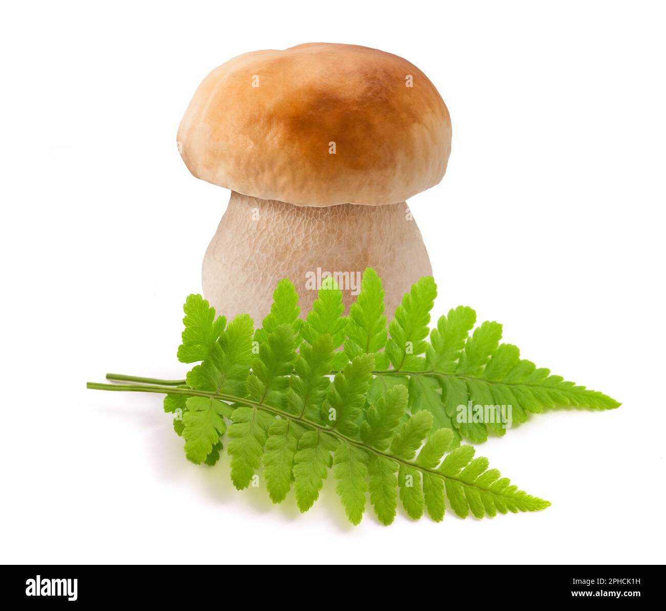 Grüne Farnpflanzen und Boletus Pilz isoliert auf weißem Hintergrund Stockfoto