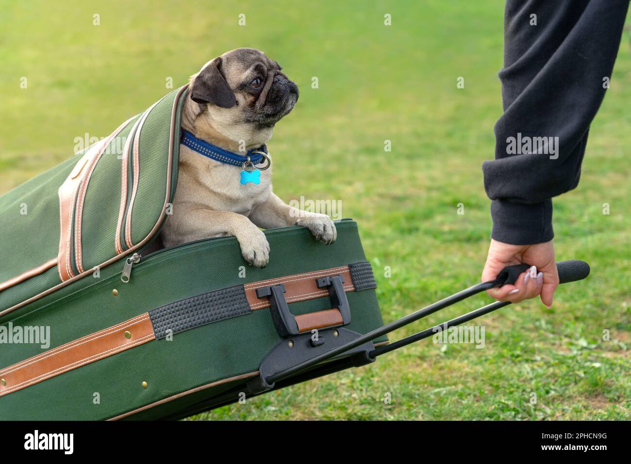 Süße lustige Mopps poppen Hundewelpen in einem Koffer und warten auf die nächste Reise. Stockfoto