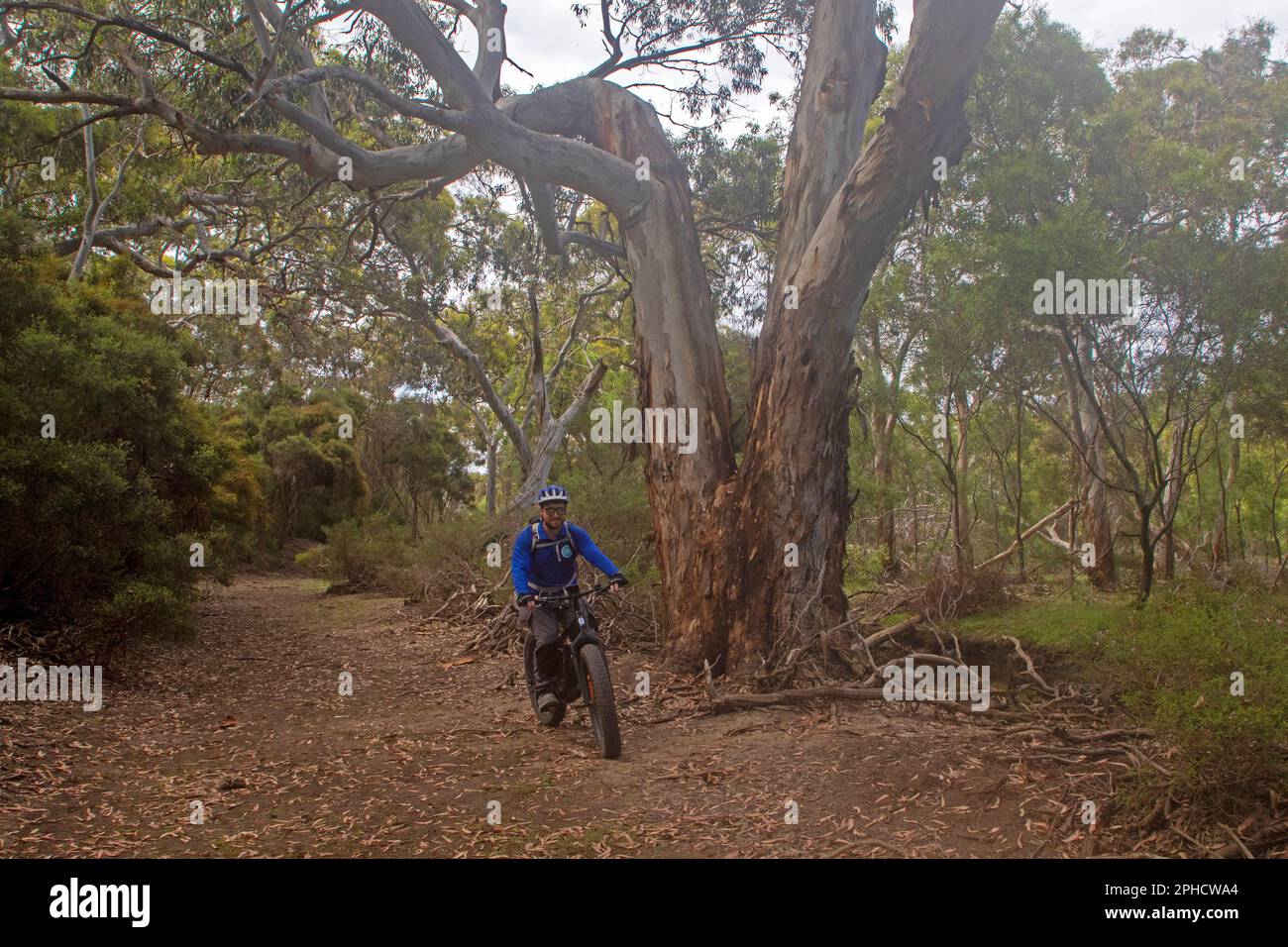 Fat Biking durch den Busch auf Little Sahara, Kangaroo Island Stockfoto