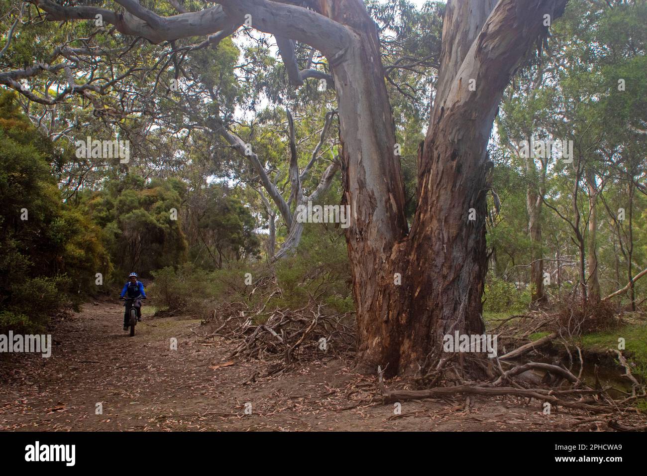 Fat Biking durch den Busch auf Little Sahara, Kangaroo Island Stockfoto