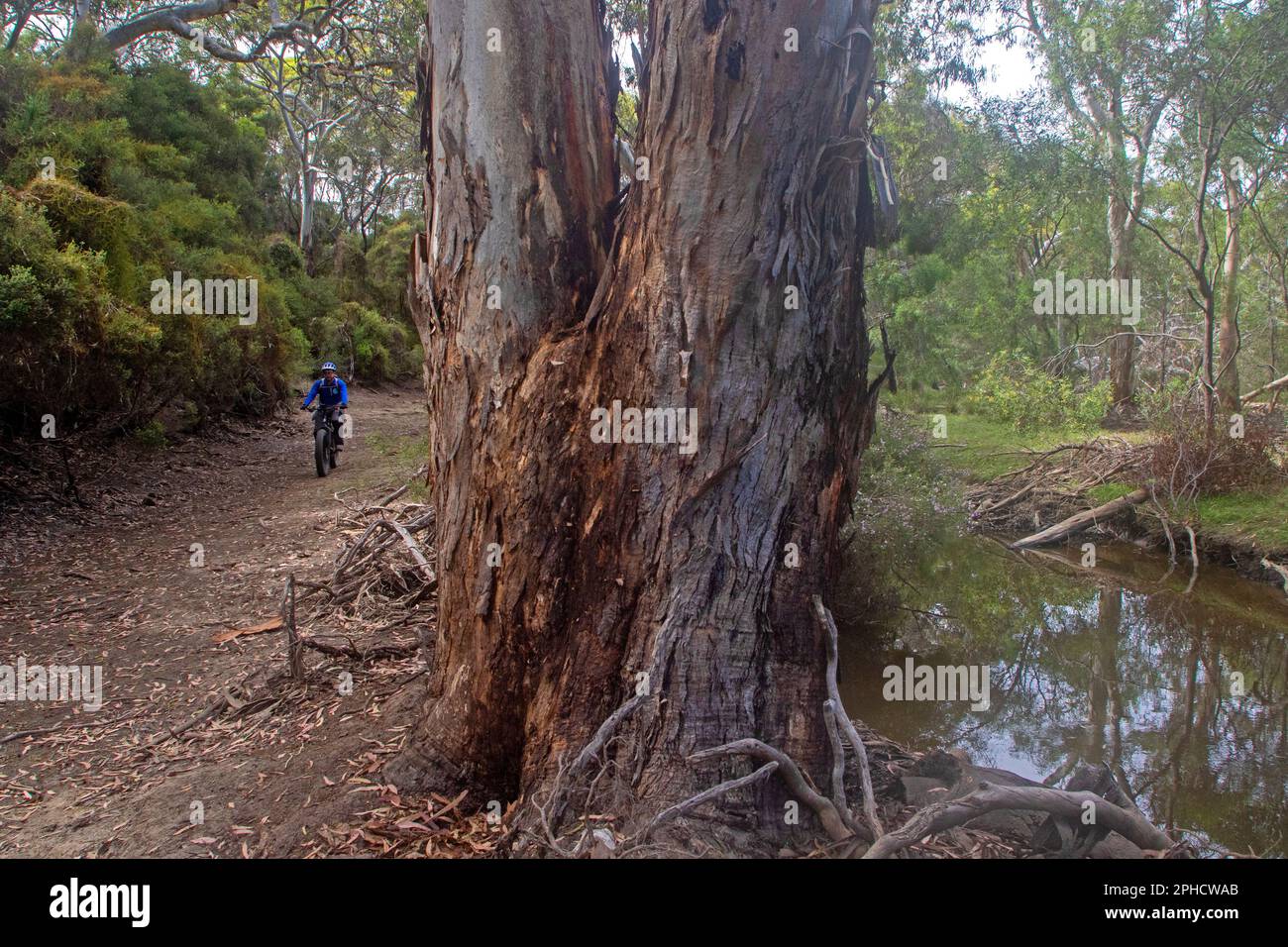 Fat Biking durch den Busch auf Little Sahara, Kangaroo Island Stockfoto
