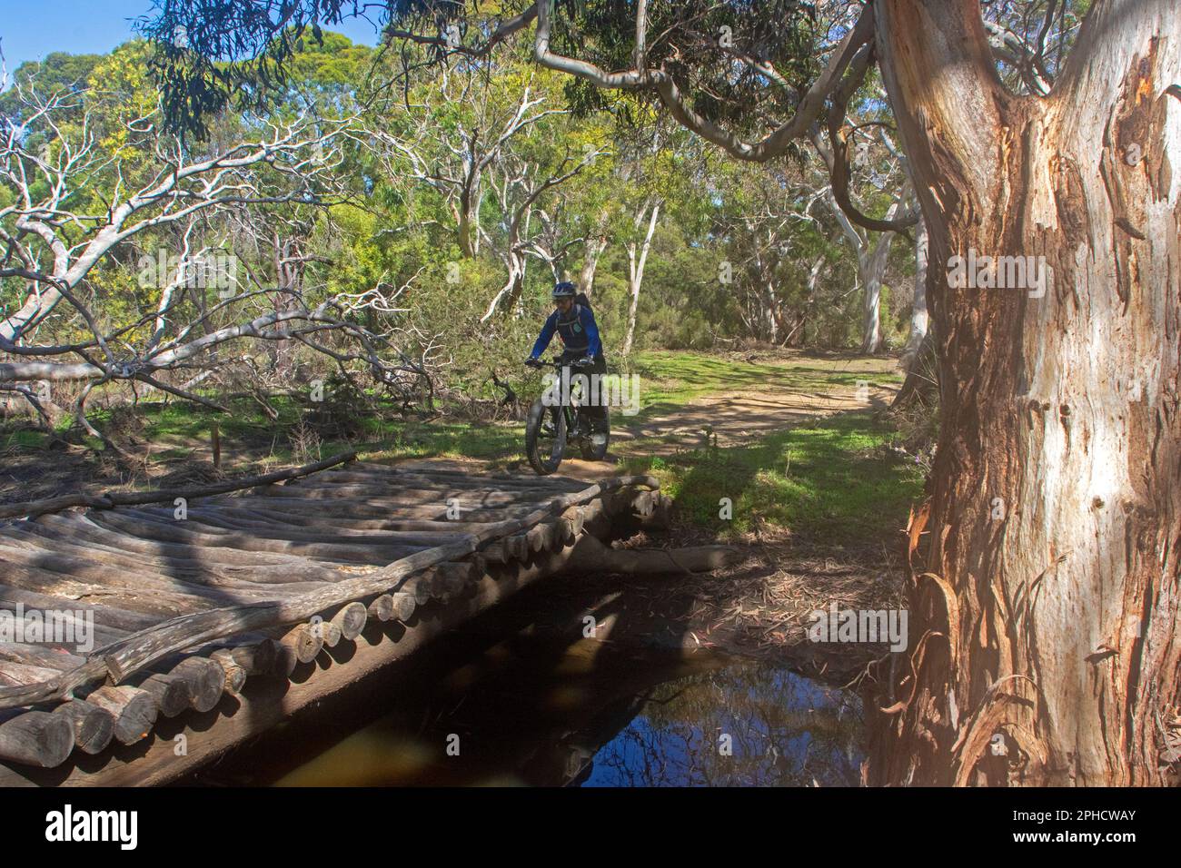 Fat Biking durch den Busch auf Little Sahara, Kangaroo Island Stockfoto
