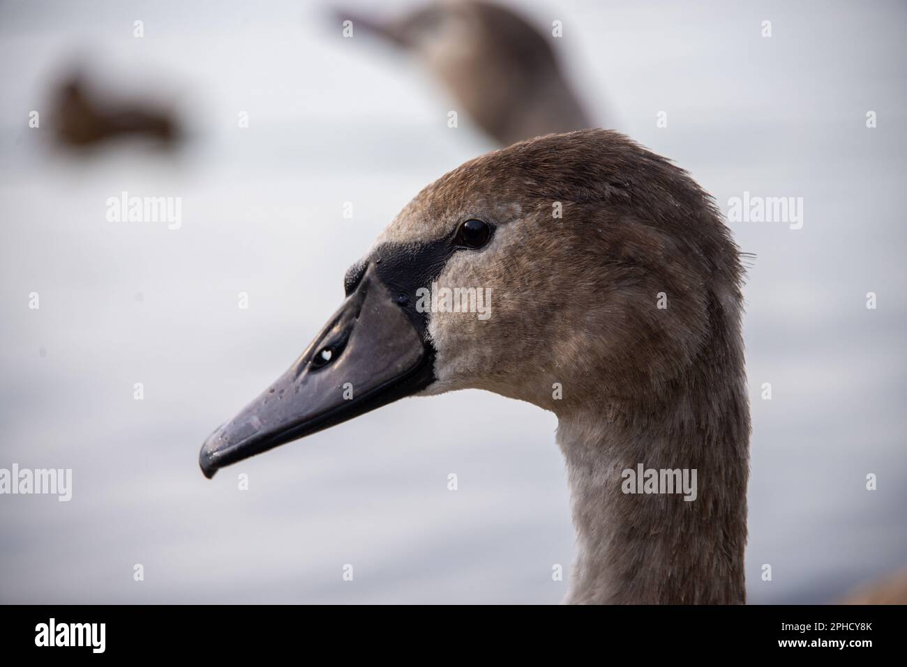 Porträt eines neugierigen jungen Schwans am Ufer der Havel in Berlin. Stockfoto