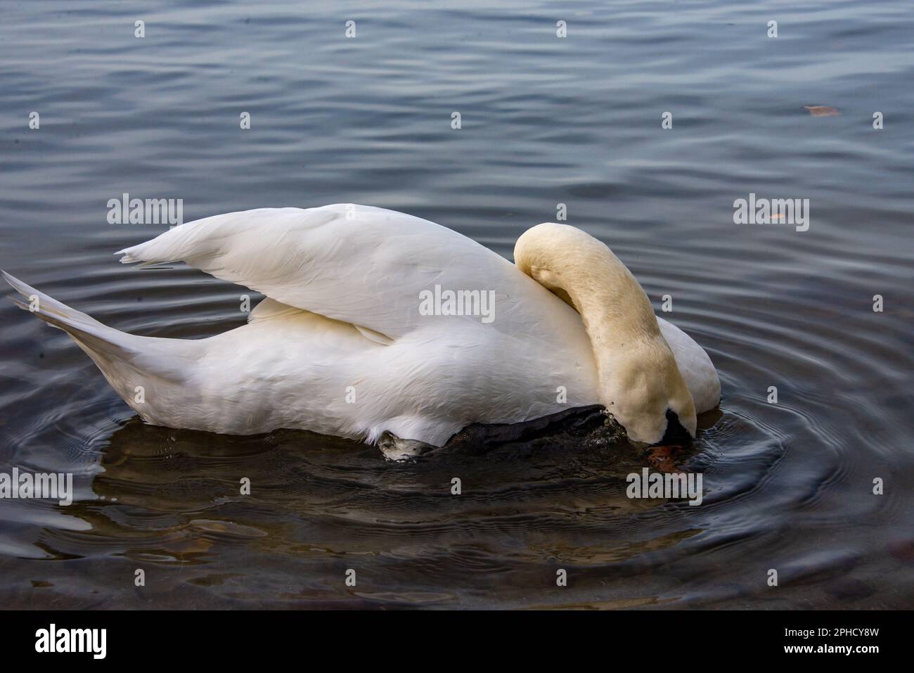 Ein erwachsener Schwan verwandelt seinen Körper Yoga-artig, um unter dem flachen Wasser in der Nähe eines Havel-Flusstrands in Berlin zu schnüffeln. Stockfoto