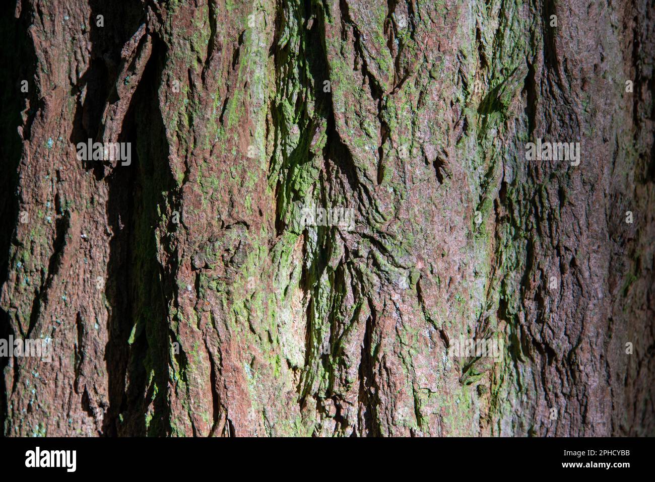Nahaufnahme der Rinde einer Robinie oder Heuschrecke im Grunewald von Berlin. Stockfoto