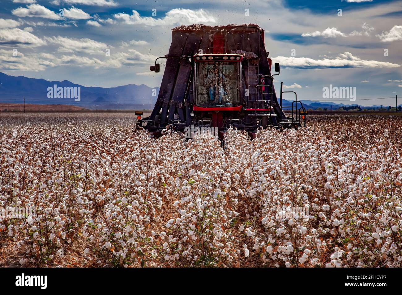 Erntemaschine im Anflug - Pima-Baumwolle bereit für die Ernte - Landwirtschaft - Marana, Arizona Stockfoto