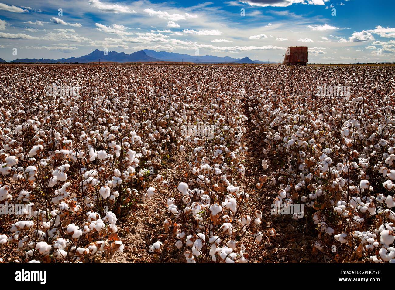 Pima-Baumwolle bereit für die Ernte - Landwirtschaft - Marana, Arizona Stockfoto