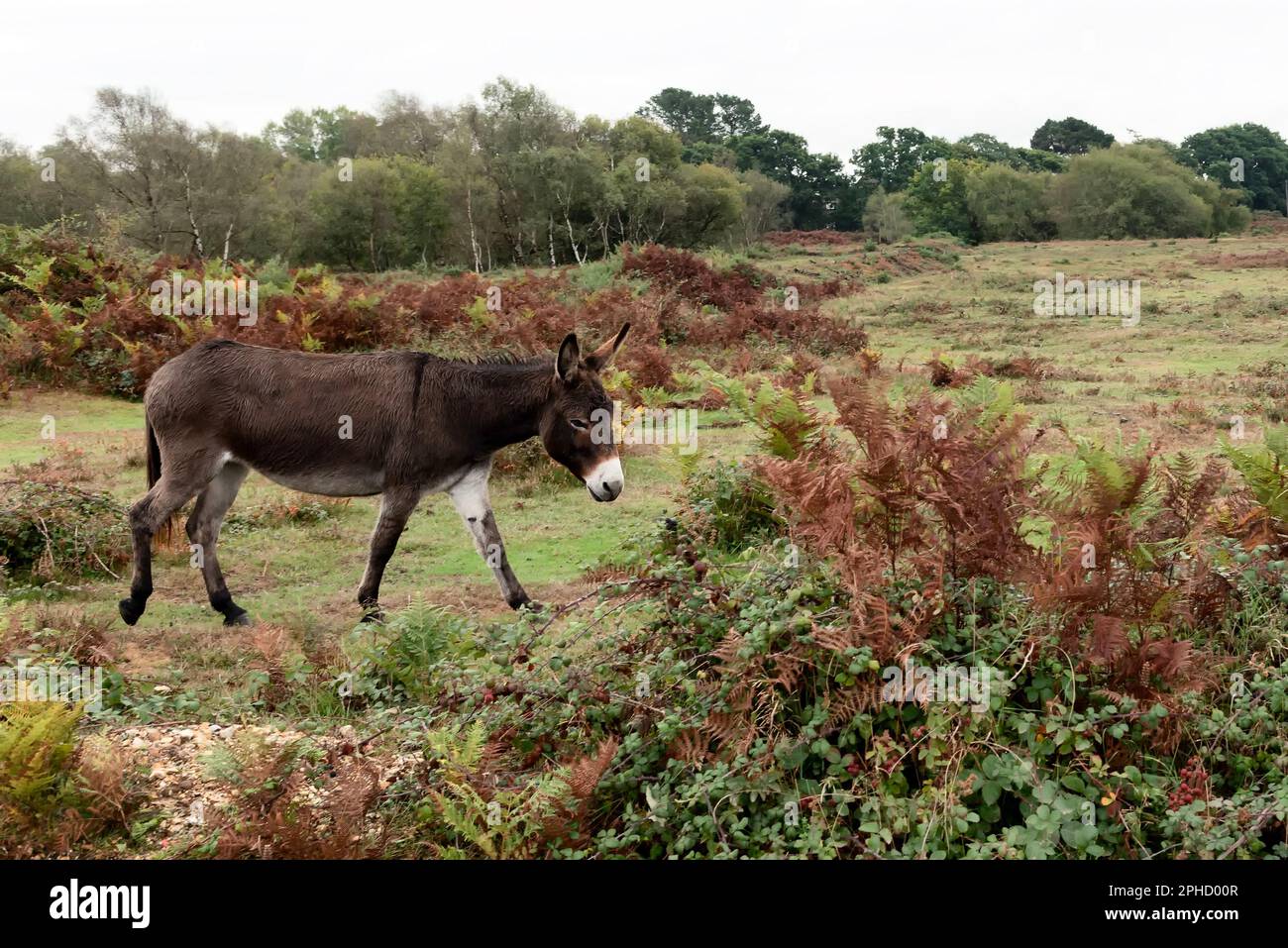 Esel im Feld Stockfoto