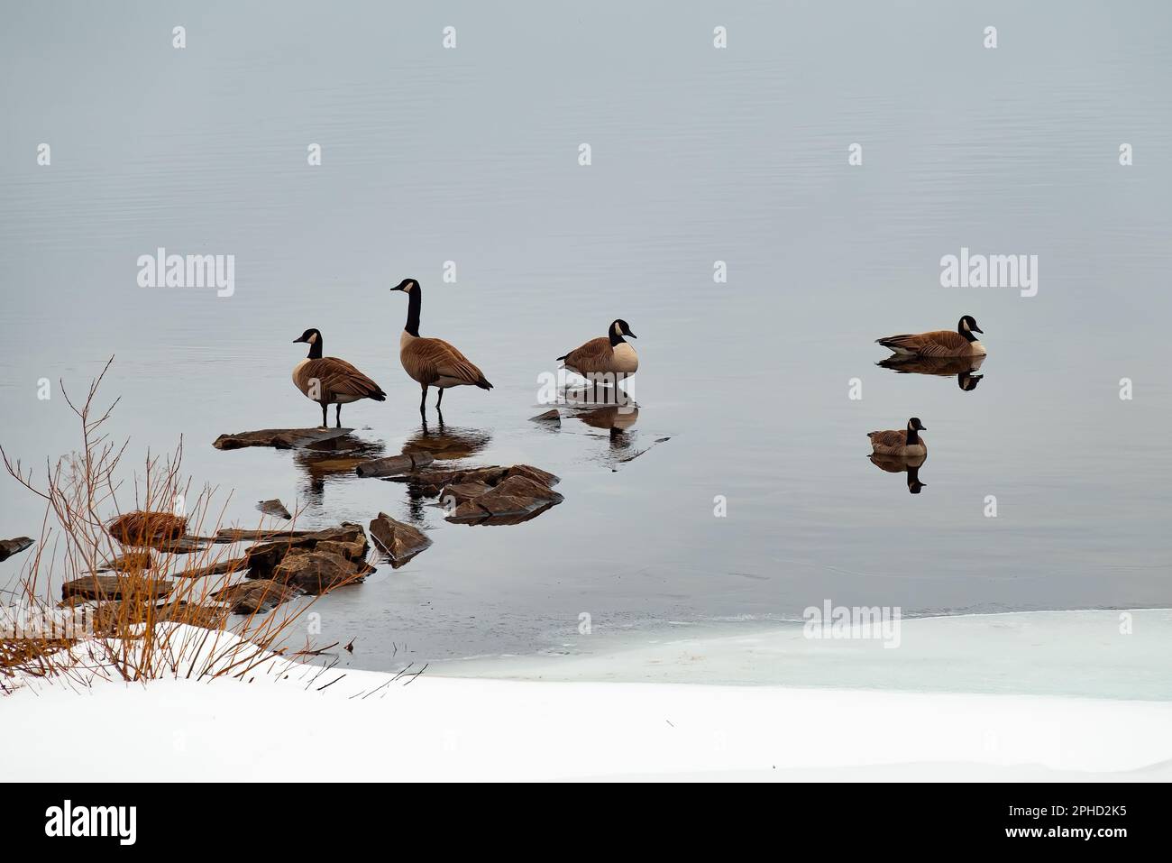 Eine kleine Herde von 5 kanadischen Gänsen, Branta canadensis, im Spätwinter am Ufer des Lake Pleasant, NY, USA, auf dem Weg nach Norden bei ihrer jährlichen Wanderung Stockfoto