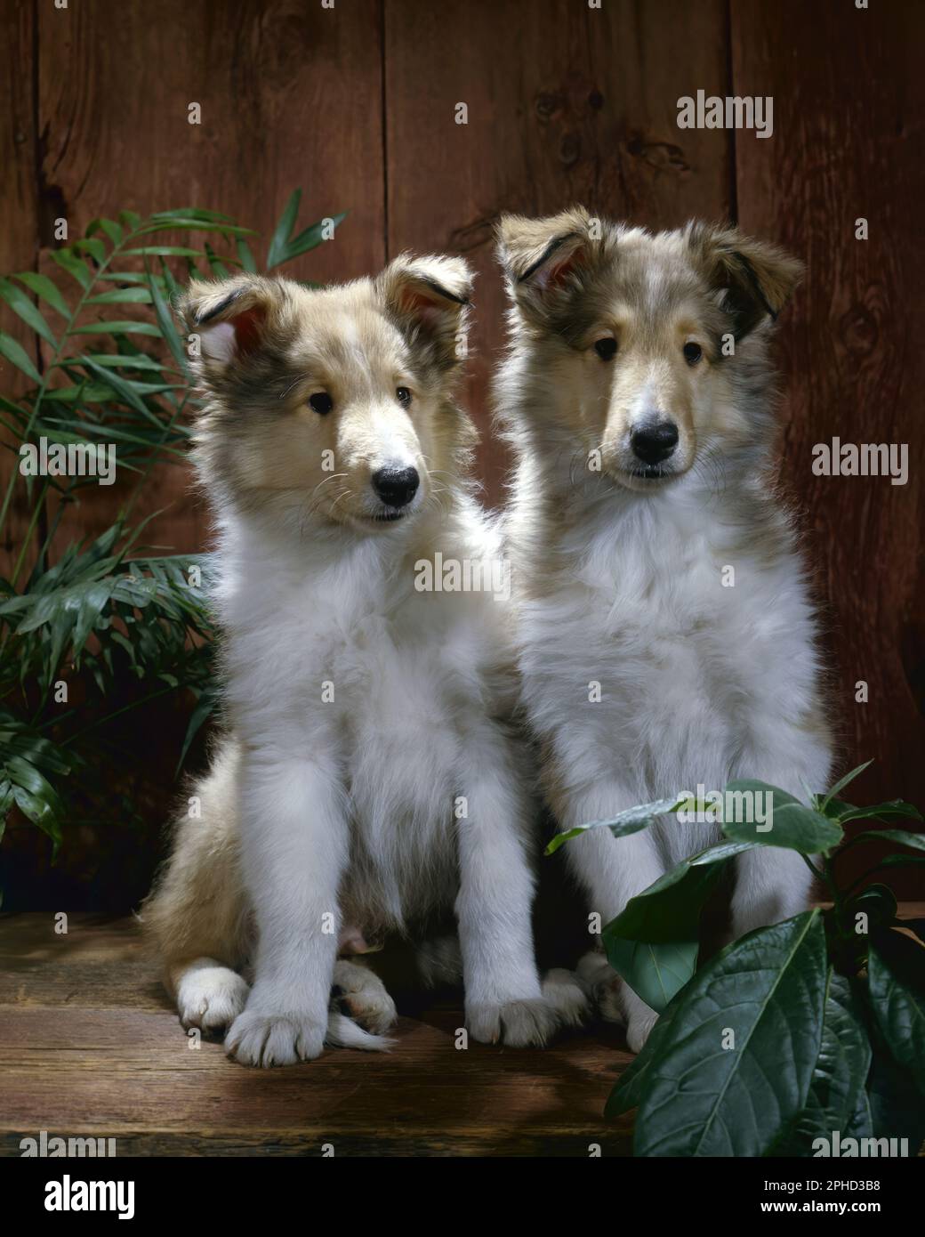 Zwei Collie-Hunde sitzen auf Stockfoto