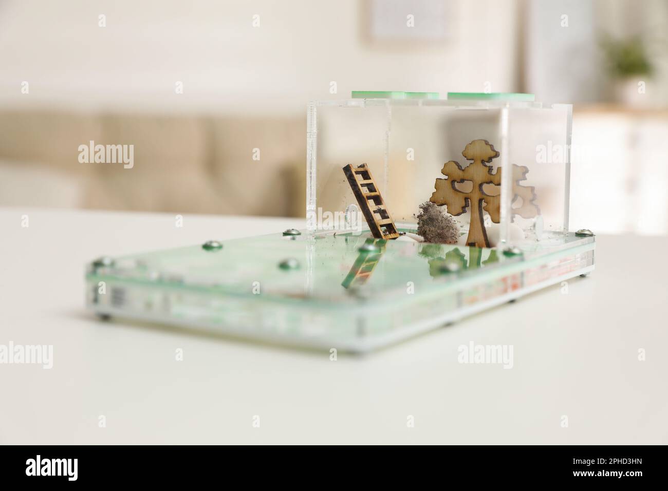 Ameisenfarm (Formikarium) auf weißem Holztisch Stockfoto
