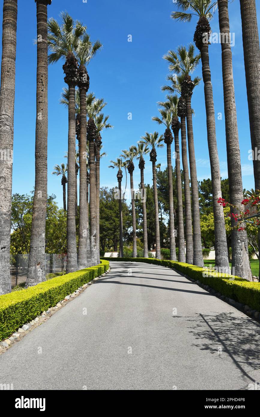 IRVINE, KALIFORNIEN - 27. MÄRZ 2023: Palmengesäumter Drive im Irvine Ranch Historic Park, der zur Katie Wheeler Library führt. Stockfoto