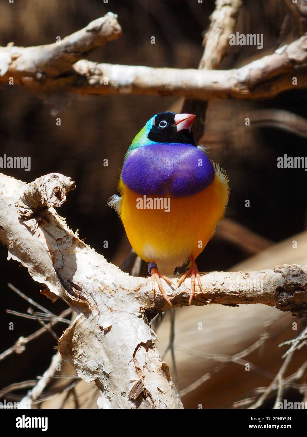 Spektakuläre faszinierende männliche Gouldian Finch mit leuchtendem, lebendigem Gefieder. Stockfoto