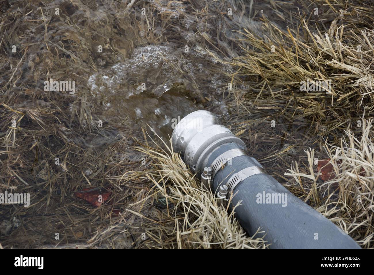 Wasser, das aus einem Feuerwehrschlauch in nasses Gras fließt Stockfoto