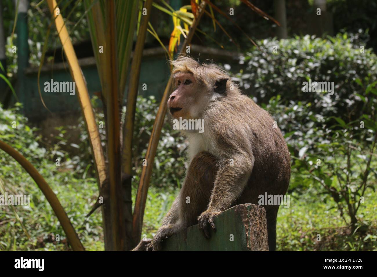 Makaken, lila Gesichter und Affen in der Wildnis in Sri Lanka, besuchen Sie Sri Lanka Stockfoto