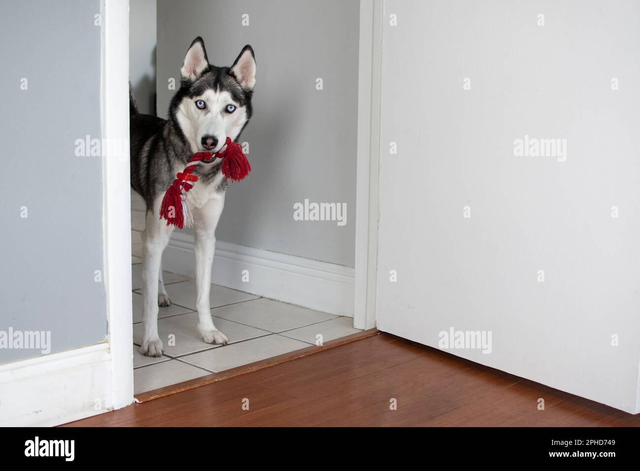 Sibirian Husky will spielen. Der Hund bietet das Spiel an Stockfoto