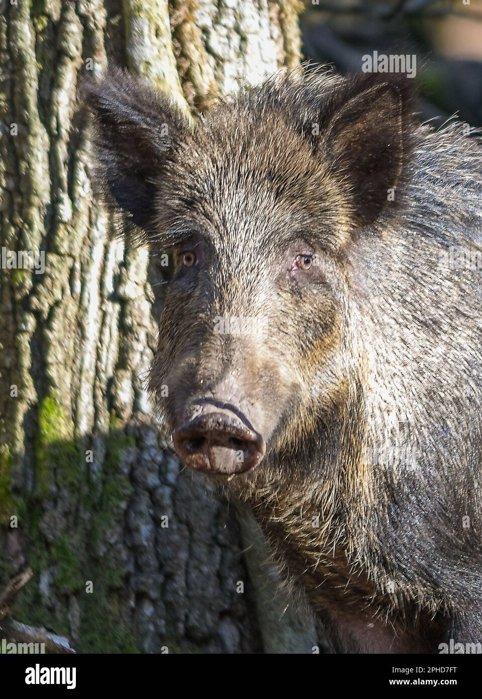 Wildschwein Stockfoto