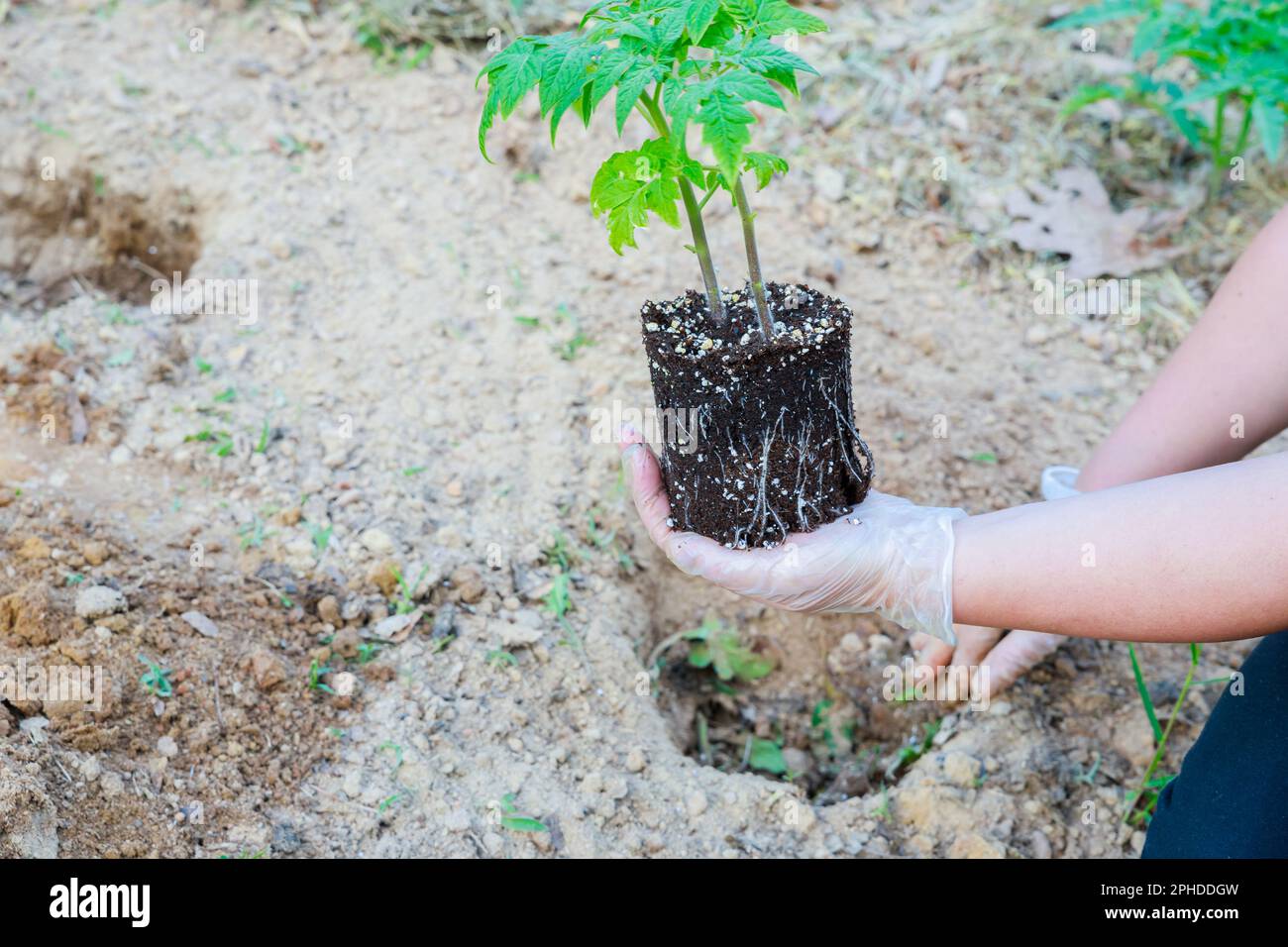 Ein gut entwickeltes Wurzelsystem ist für das Pflanzen von Tomaten unerlässlich. Stockfoto