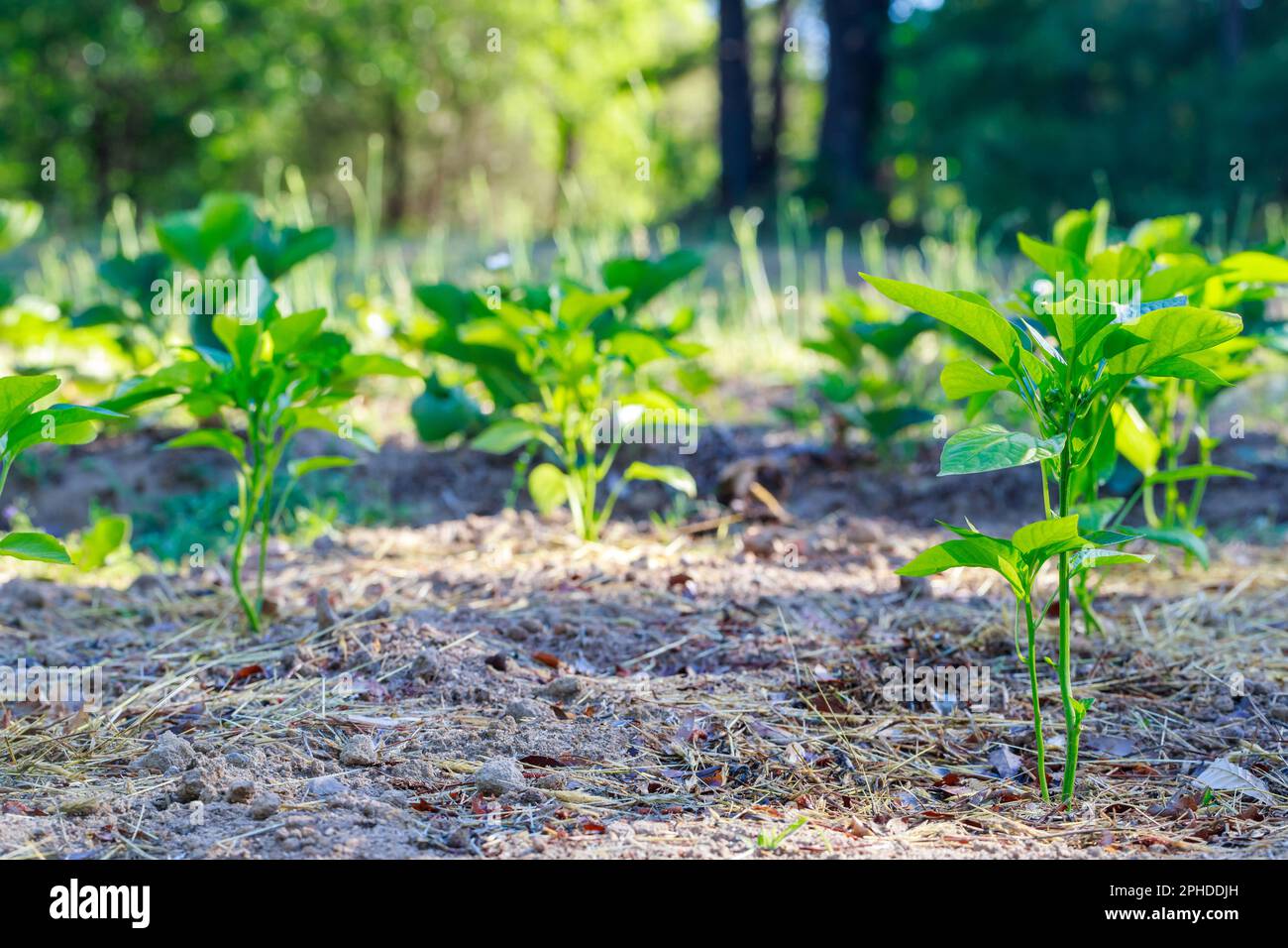 Bulgarische Pfefferkeimlinge werden in den Boden gepflanzt. Stockfoto