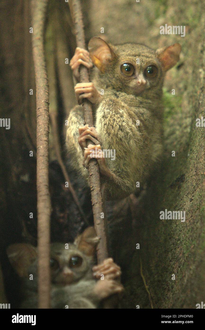 Zwei Personen von Gurskys Spektraltarsier (Tarsius spectrumgurskyae) werden auf ihrem Nistbaum im Naturschutzgebiet Tangkoko, North Sulawesi, Indonesien, fotografiert. Eine sozial monogame Art, ein Paar dieser Primaten lebt in einem Gebiet zwischen 1,6 und 4,1 Hektar, Die sie durch „singende Duette“ verteidigen, so ein Team von Primatenwissenschaftlern unter der Leitung von Isabel Comella in einem 2022 erschienenen Aufsatz, der erstmals in Frontiers in Ecology and Evolution veröffentlicht wurde (abgerufen auf Phys.org). Wenn sie Duette singen, sollen die Tarsier den Konfekten zeigen, dass sie bereits einen Partner haben und dass ihr Gebiet... Stockfoto