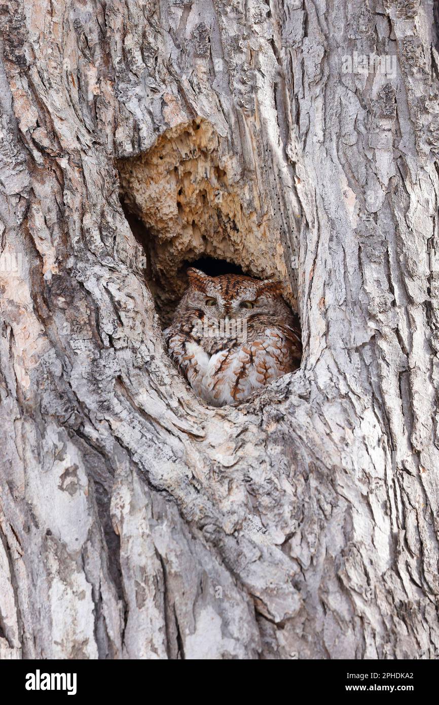 Eastern Screech-Owl sitzt in einer Baumgrube, Quebec, Kanada Stockfoto