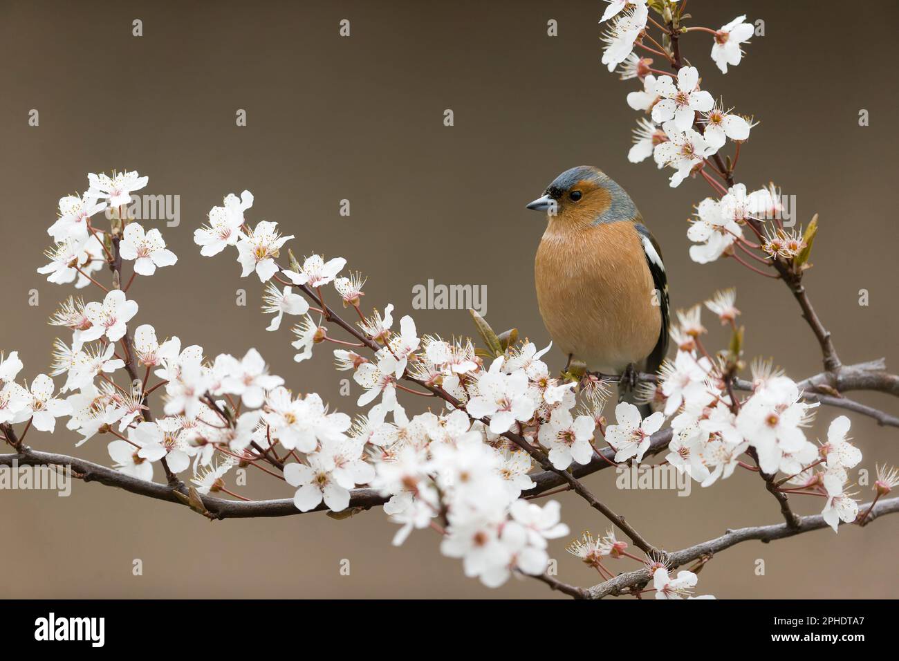 Fringilla Coelebs, männlicher Erwachsener, hoch oben auf einem Blütenzweig, Suffolk, England, Marsch Stockfoto