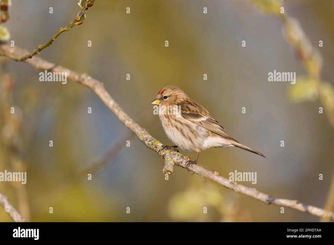 Kleiner Rotpoll, Carduelis Kabarett, Erwachsener hoch oben auf dem Zweig, Suffolk, England, März Stockfoto