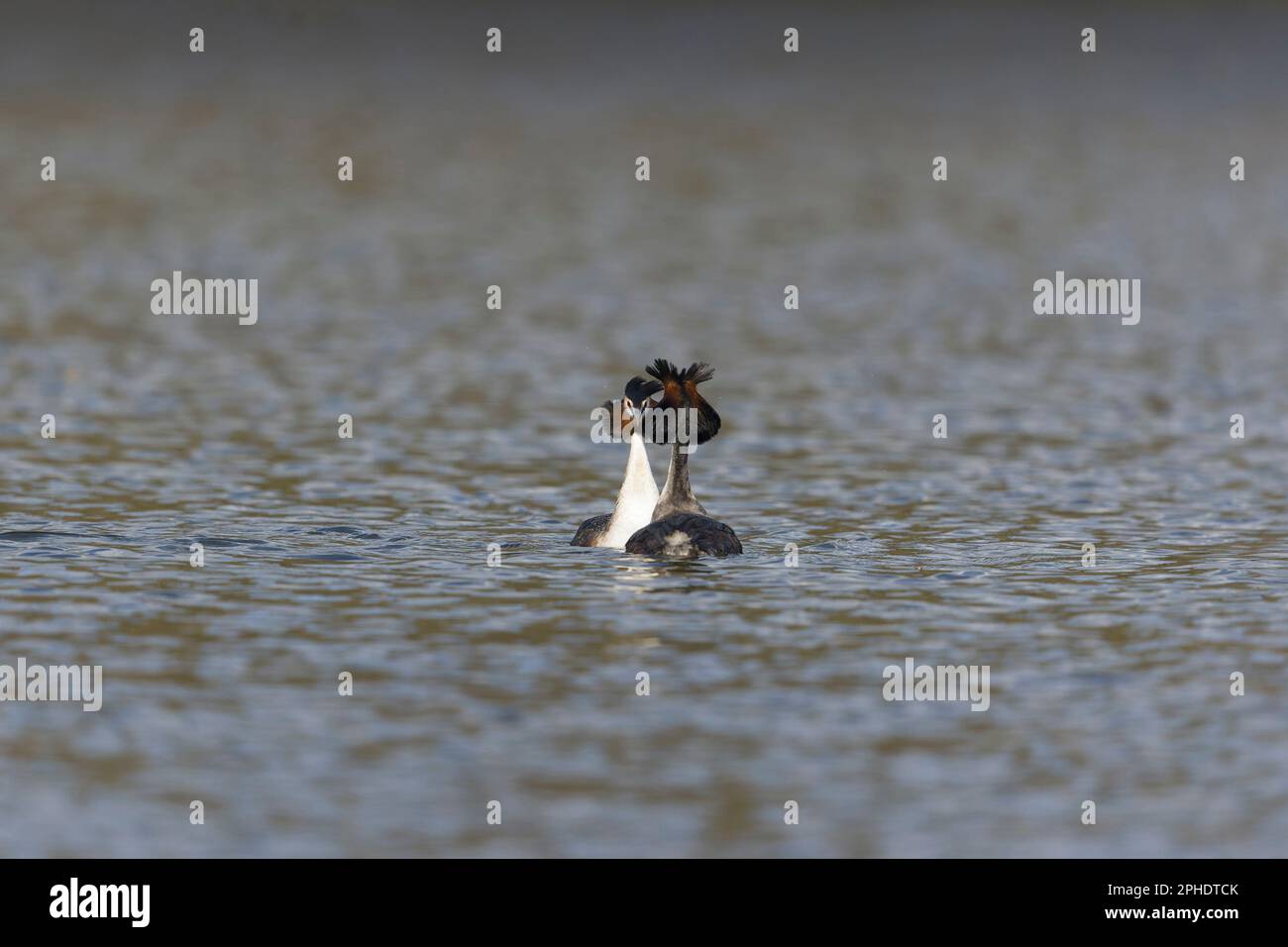 Podiceps cristatus, Zucht gezüchtete Erwachsene Paar in der Ausstellung, Suffolk, England, März Stockfoto