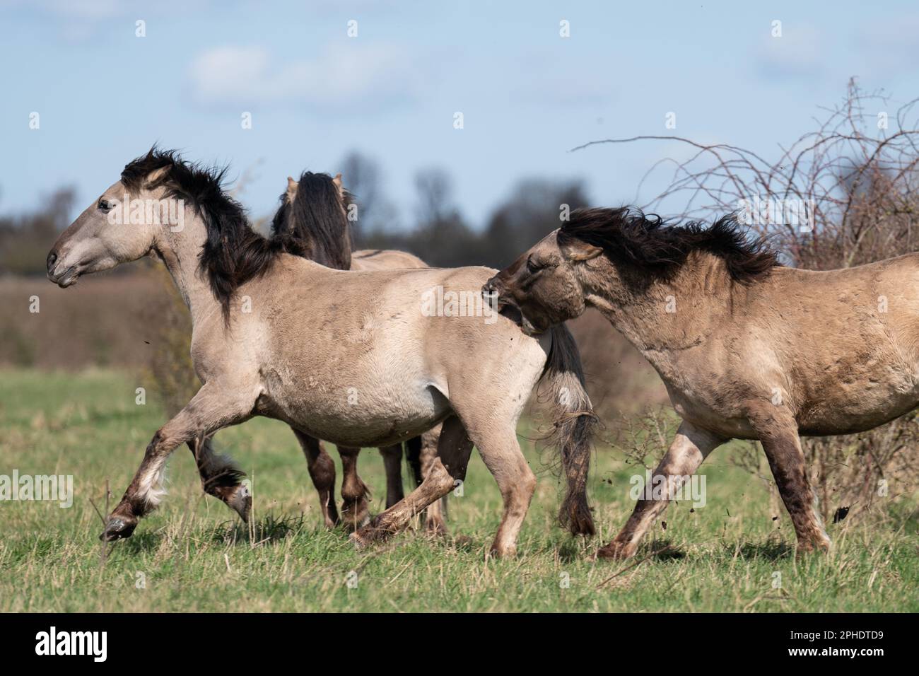 Ein Konik-Pony-Hengst beißt eine schwangere Stute im Naturschutzgebiet Wicken Fen des National Trust in Cambridgeshire. Die Weidetiere, eine harte Rasse aus Polen, tragen dazu bei, "eines der wichtigsten Feuchtgebiete Europas" zu erhalten und neue Arten von Flora und Fauna in den Ffen zu locken, wobei sie mit Wasser gefüllte Hufabdrücke und Dungstapel hinterlassen. Wicken Fen besteht aus einem von nur vier Fragmenten nicht geradenen Fens im Vereinigten Königreich und ist ein wichtiger Lebensraum für Tausende von Blumen-, Insekten- und Vogelarten, der eine wichtige ökologische Rolle spielt, indem er Kohlenstoff in seinem nassen, torfigen Boden einschließt, um die Emissionen zu reduzieren Stockfoto