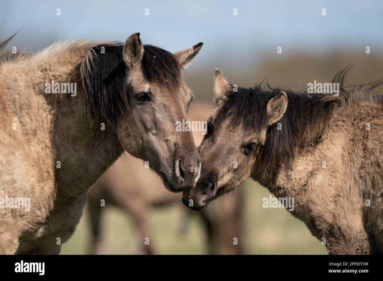 Konik Ponys im Naturschutzgebiet Wicken Fen des National Trust in Cambridgeshire. Die Weidetiere, eine harte Rasse aus Polen, tragen dazu bei, "eines der wichtigsten Feuchtgebiete Europas" zu erhalten und neue Arten von Flora und Fauna in den Ffen zu locken, wobei sie mit Wasser gefüllte Hufabdrücke und Dungstapel hinterlassen. Wicken Fen besteht aus einem von nur vier Fragmenten von nicht geregnetem Fen im Vereinigten Königreich und ist ein wichtiger Lebensraum für Tausende von Blumen-, Insekten- und Vogelarten, der eine wichtige ökologische Rolle spielt, indem er Kohlenstoff in seinem nassen, Torfboden einschließt, um die Emissionen und damit h zu reduzieren Stockfoto