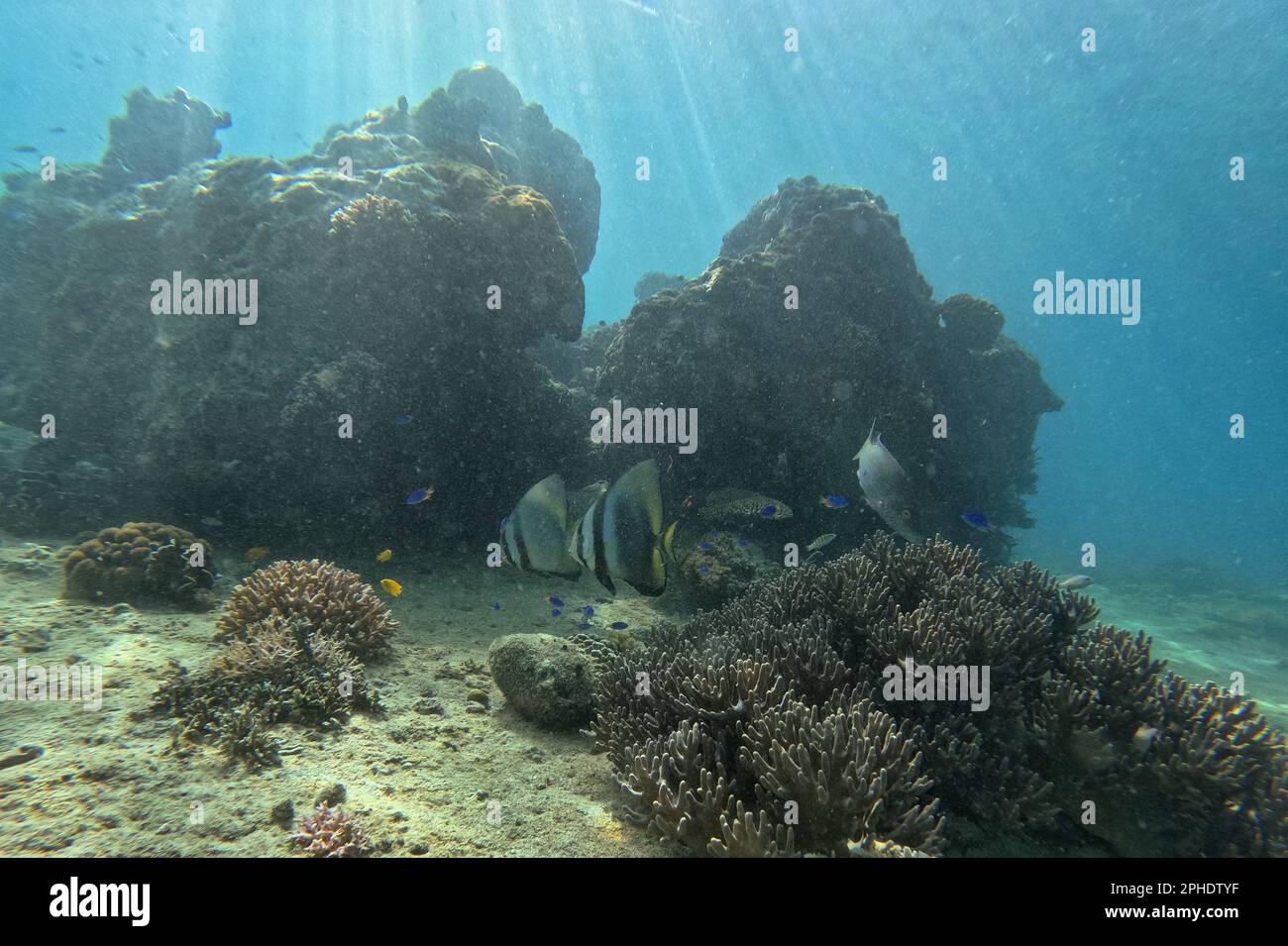 Idyllische Aufnahme eines Korallenriffs in Siquijor, Philippinen, mit fokussiertem Batfish. Stockfoto