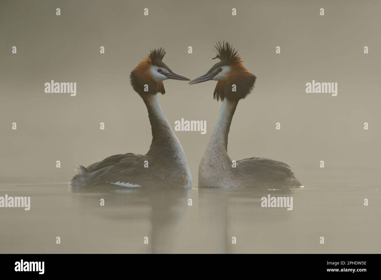 Wahre Liebe... Great Crested Grebe (Podiceps cristatus) schwimmt gegeneinander, Werbetafeln Stockfoto