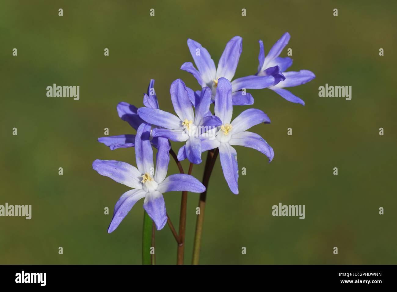 Nahaufnahme der blühenden Pracht des Schnees (Chionodoxa luciliae), Unterfamilie Scilloideae, Familie Asparagaceae. Verschwommener Garten im Hintergrund. Feder, Stockfoto