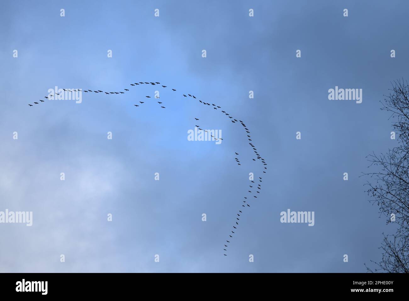 Kranüberflug... Graue Kraniche ( Grus grus ), wandernde Krantruppe, fliegende Kranformation Stockfoto