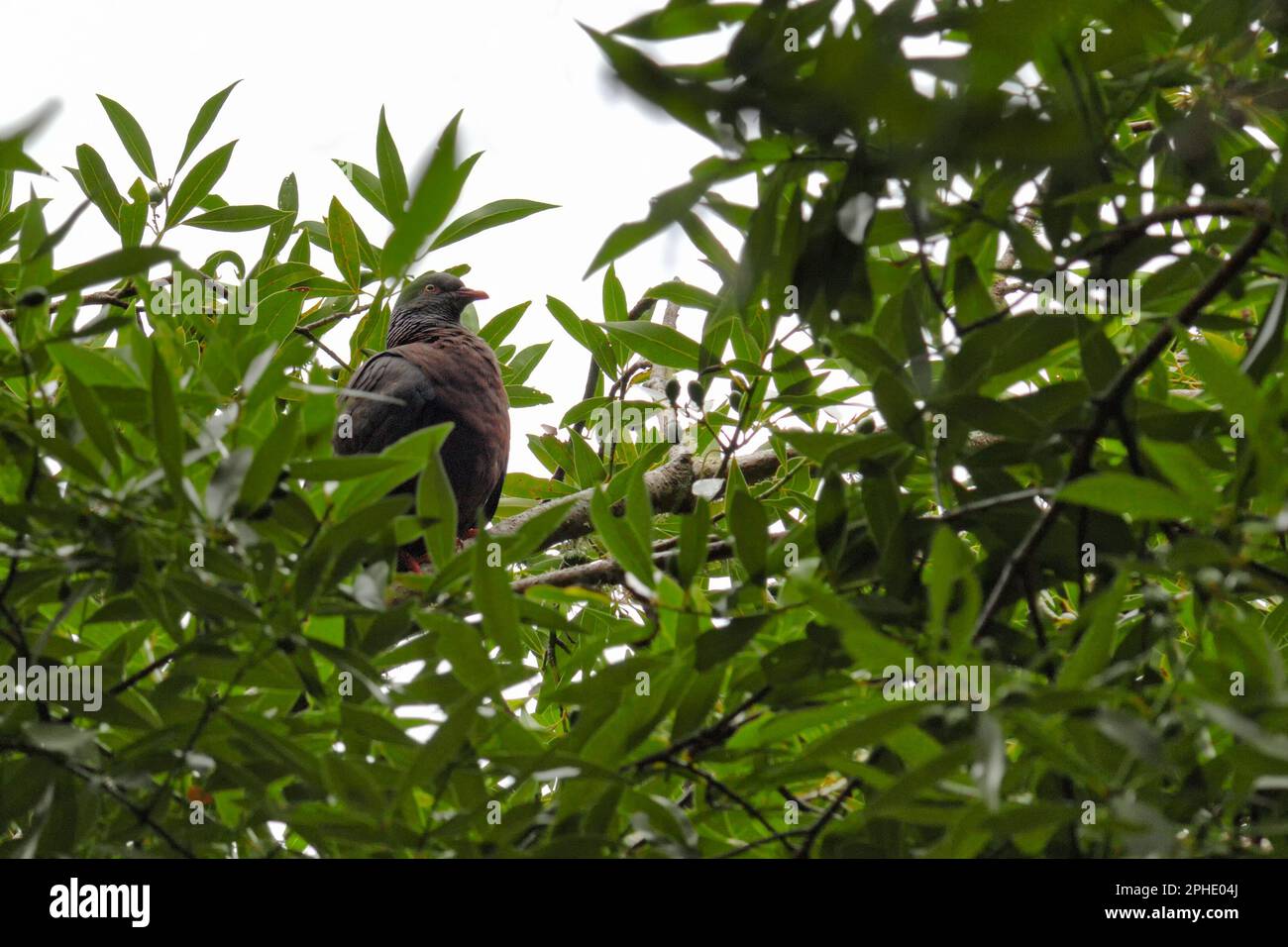 Im Lorbeerwald... Laurel Pigeon ( Columba junoniae ) auf La Palma. Stockfoto