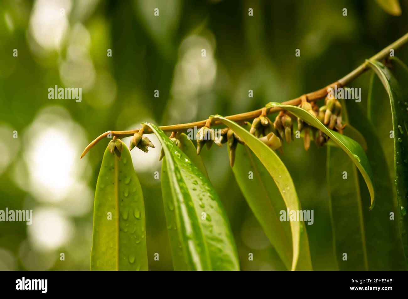 Indonesisches dunkles Holz, grüne Blätter und Blumen in Ebony (Diospyros celebica) Stockfoto