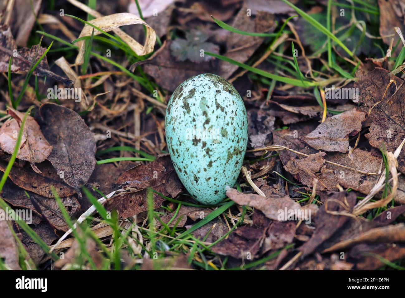 Oologie. Das Ei der Kapuzenkrähe (Corvus cornix) aus dem Landnest. Variegiertes Ei (Schale) Stockfoto