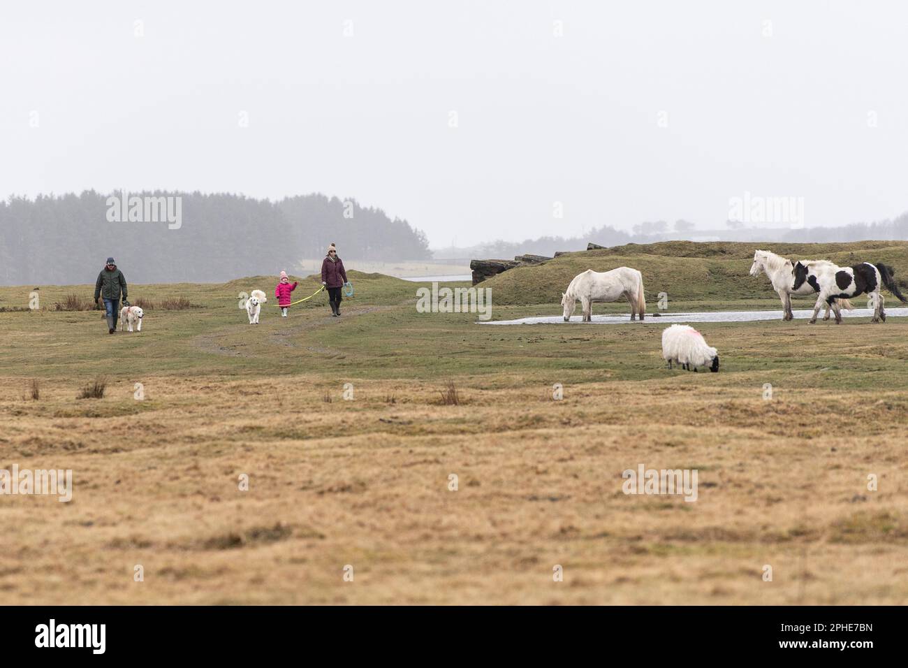 Die Familie führt ihre Hunde auf Blei in der Nähe von Vieh Stockfoto