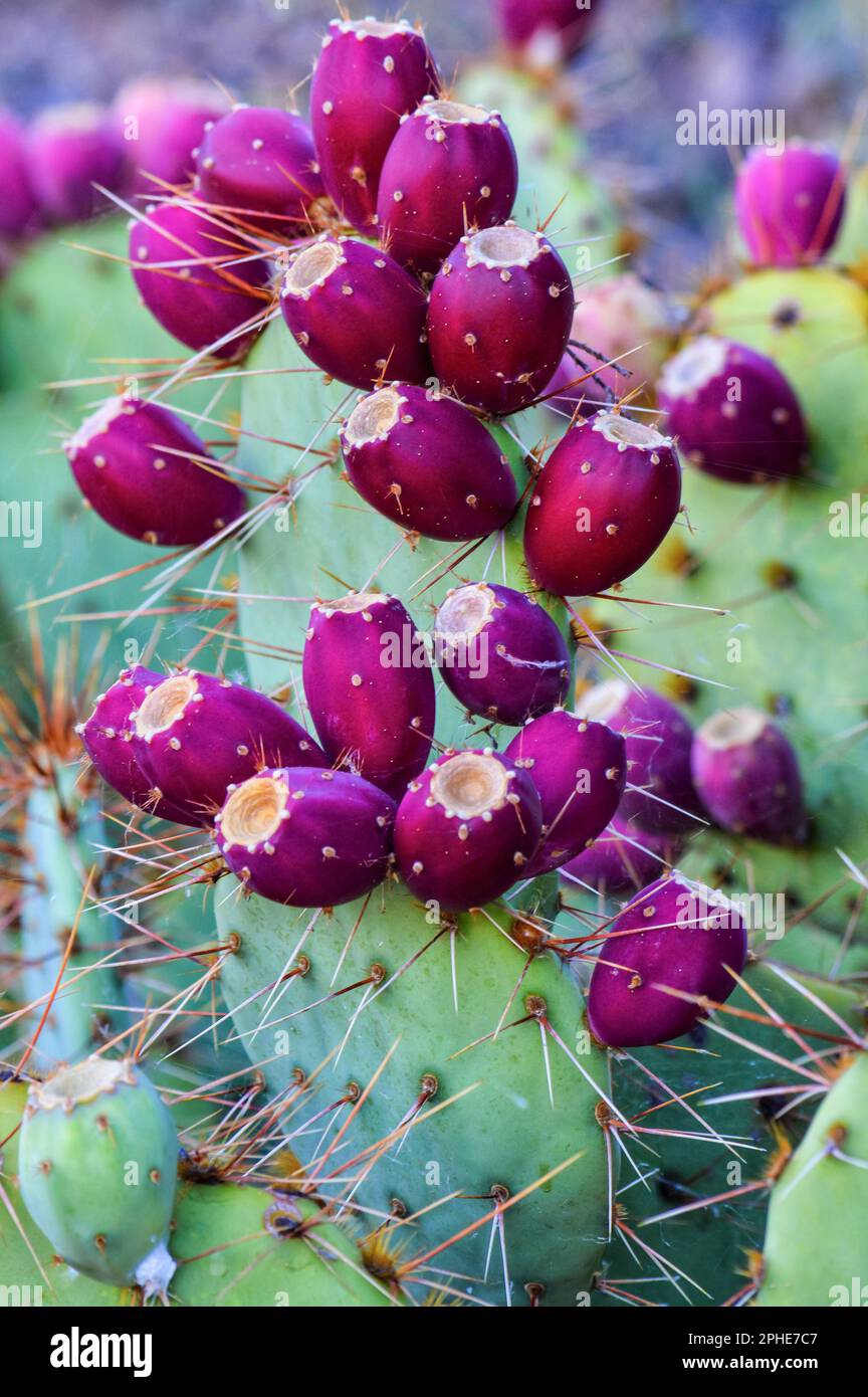 Eine Nahaufnahme von lila Stachelfrucht, die auf einem Kaktus wchst  Stockfotografie - Alamy