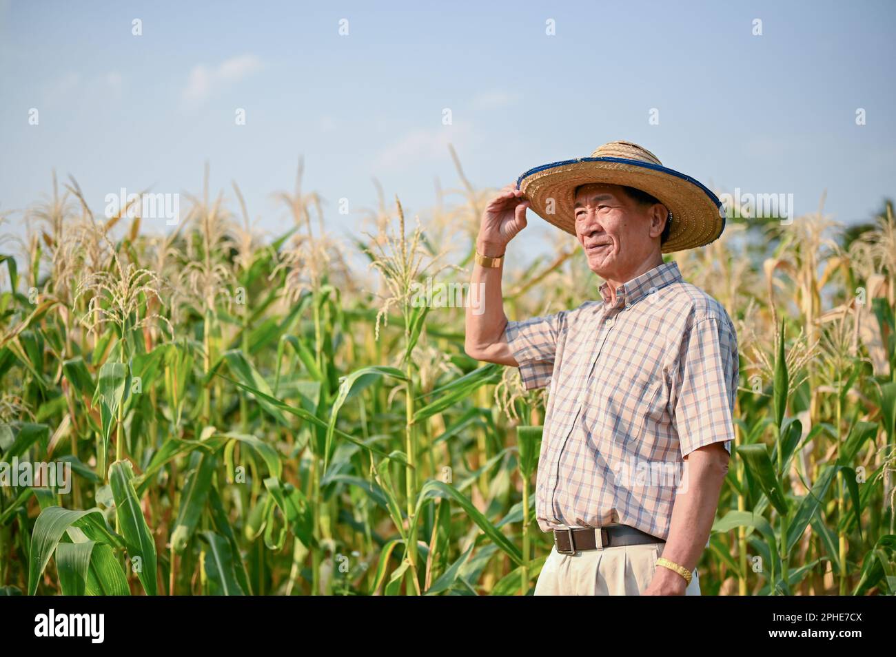 Erfolgreicher und inspirierter männlicher Bauer oder Bauernbesitzer im asiatischen Alter auf Strohhutständen auf seinem Maisfeld. Stockfoto