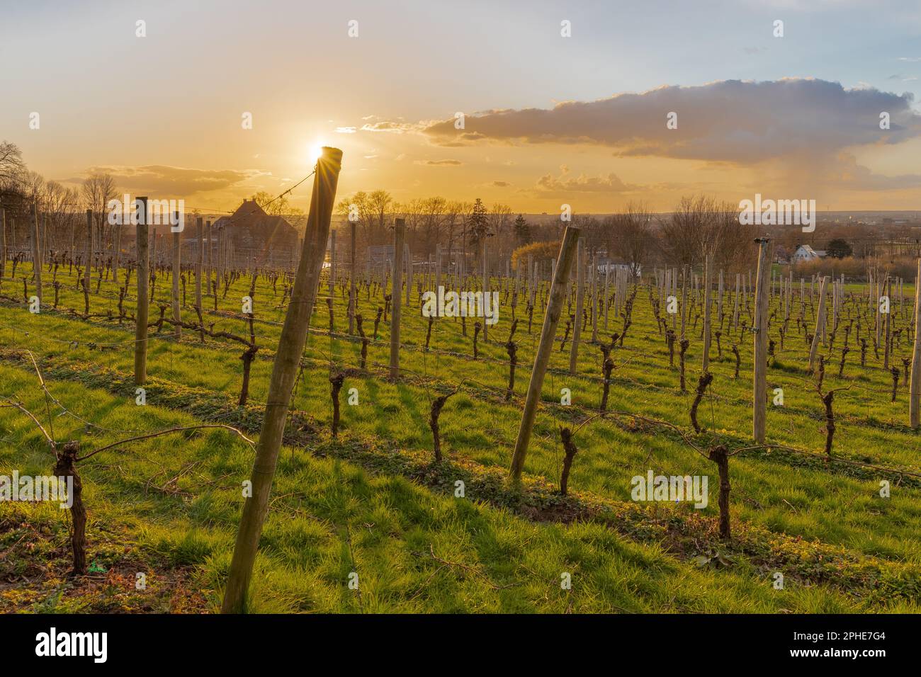 Die Weinberge von domaine Backerbosch bei Sonnenuntergang in den sanften Hügeln von South Limburg in den Niederlanden während der Frühlingssaison mit herrlichem Sonnenschein Stockfoto