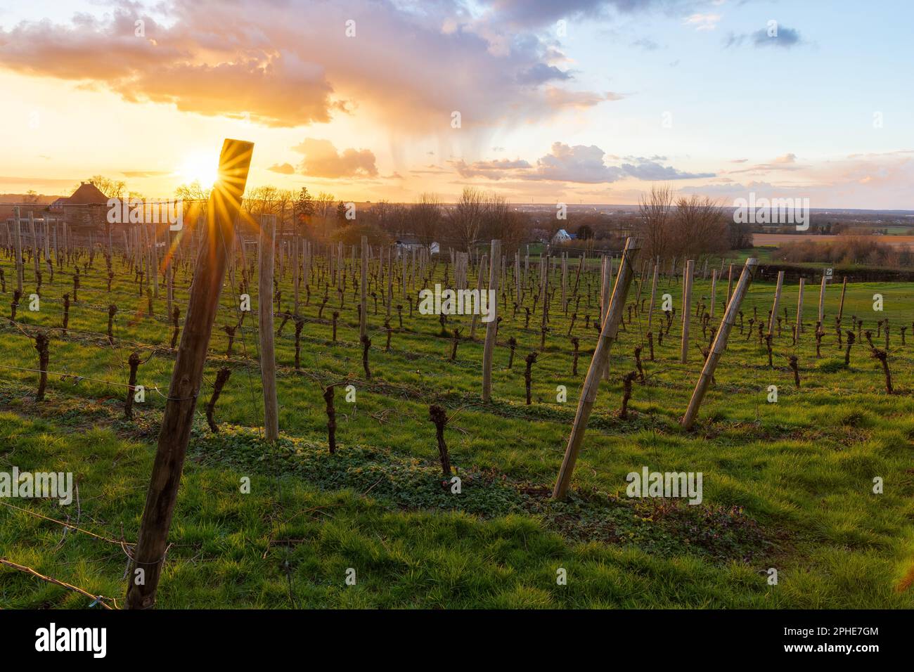 Die Weinberge von domaine Backerbosch bei Sonnenuntergang in den sanften Hügeln von South Limburg in den Niederlanden während der Frühlingssaison mit herrlichem Sonnenschein Stockfoto