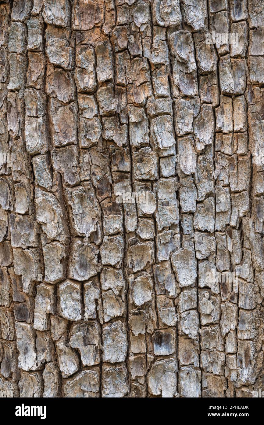 Texturierter grafischer natürlicher Hintergrund : vertikale Nahaufnahme der tropischen Baumrinde dipterocarpus alatus, Thailand Stockfoto