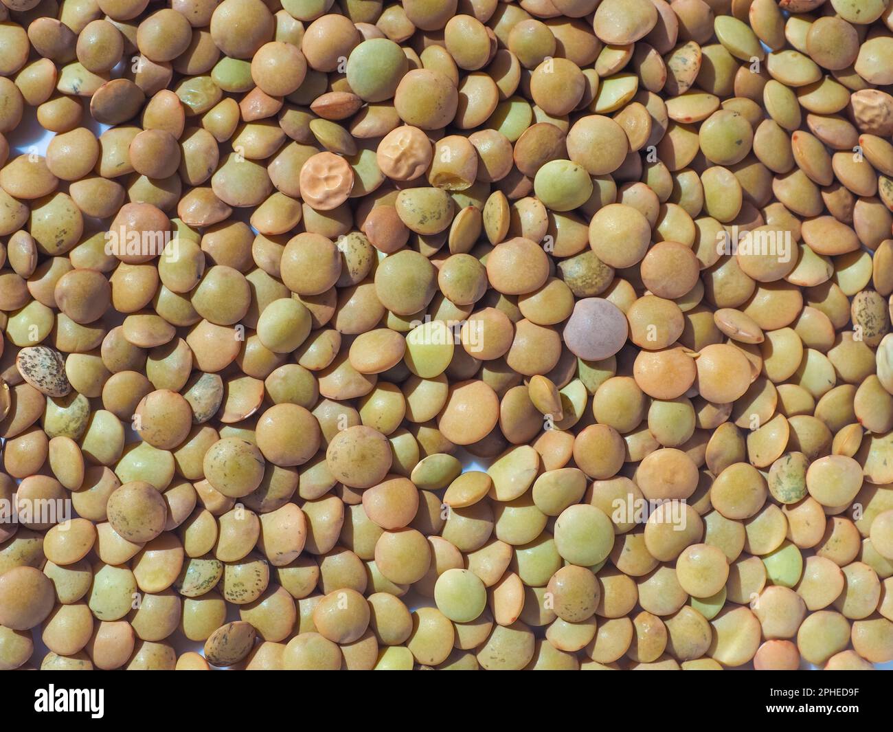 Linsen Puls wissenschaftliche Bezeichnung Lens Culinaris Leguminosen vegetarische Speisen als Hintergrund nützlich Stockfoto