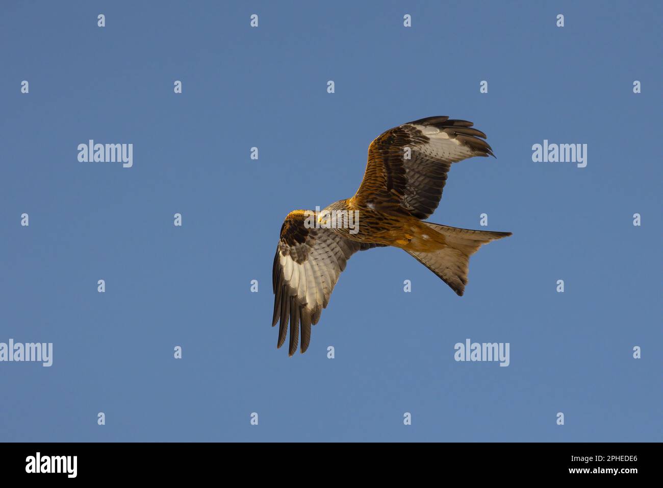 Von unten sehen Sie fliegenden roten Drachen-Vogel mit Ziermuscheln, die in blauem Himmel aufsteigen Stockfoto