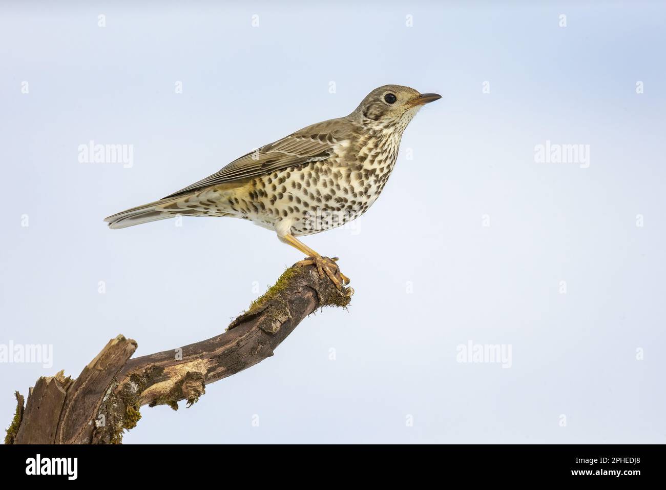 Seitenansicht des Turdus philomelos-Vogels mit grauem Gefieder, der auf einem trockenen, blattlosen Ast vor dem unscharfen Hintergrund des Himmels sitzt Stockfoto